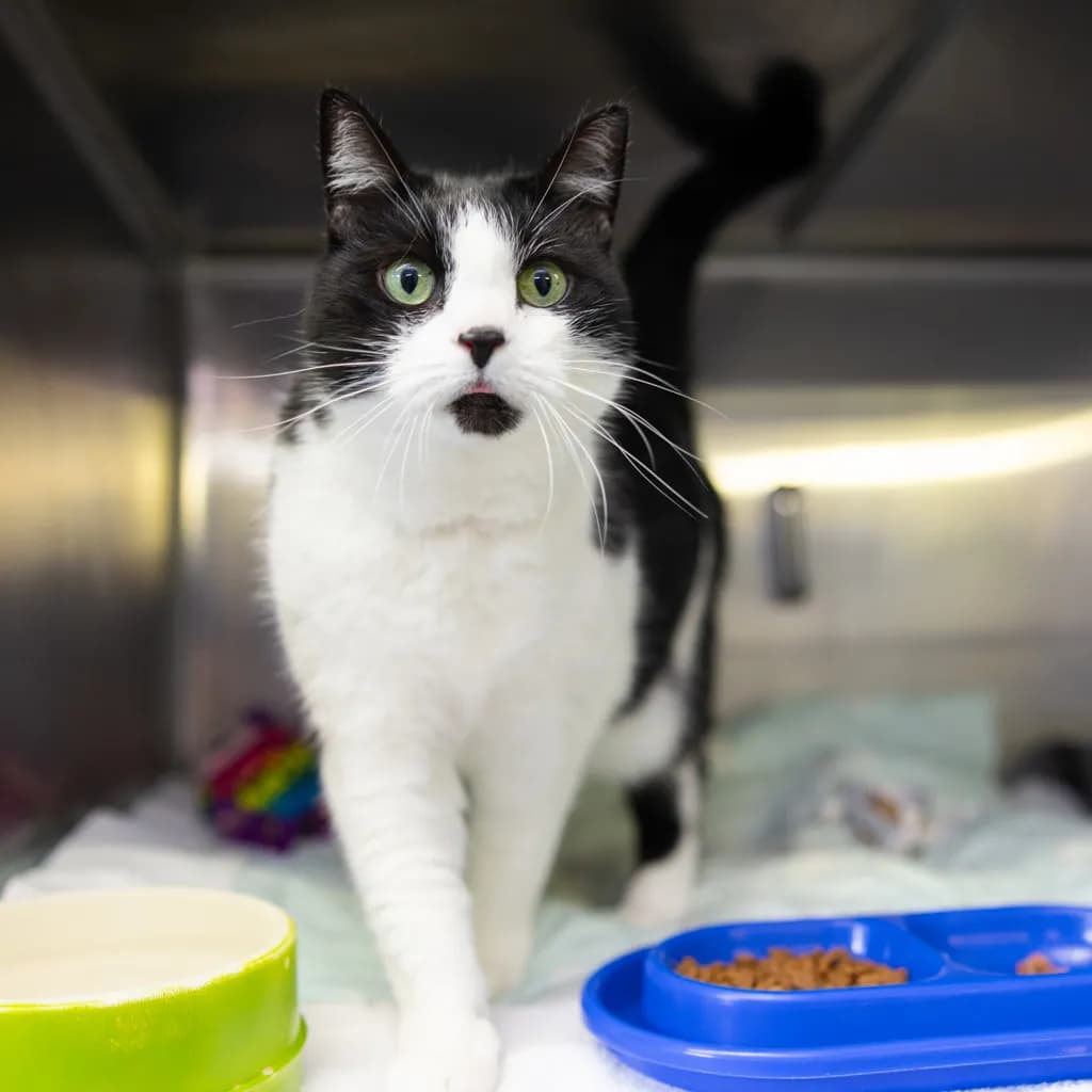 Tiddles - Domestic Short Hair cat available for adoption at Animal Welfare League Queensland in Gold Coast