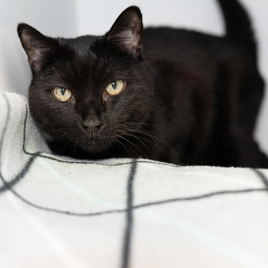 Watson - Domestic Short Hair cat available for adoption at Animal Welfare League Queensland in Brisbane