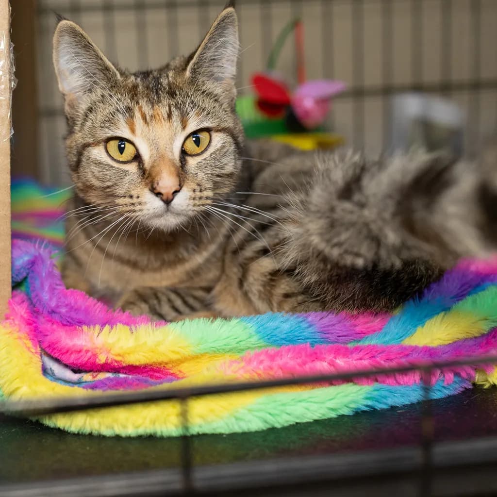 Camellia - Domestic Short Hair cat available for adoption at Animal Welfare League Queensland in Gold Coast