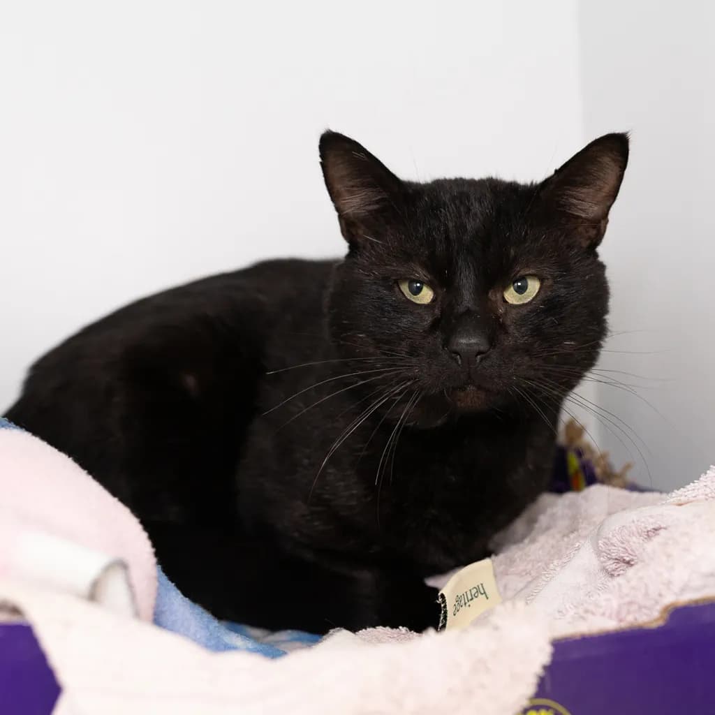 Jacoby - Domestic Short Hair cat available for adoption at Animal Welfare League Queensland in Brisbane