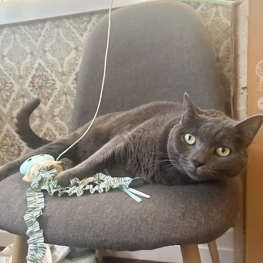 Missy - Domestic Short Hair available for adoption in Brisbane