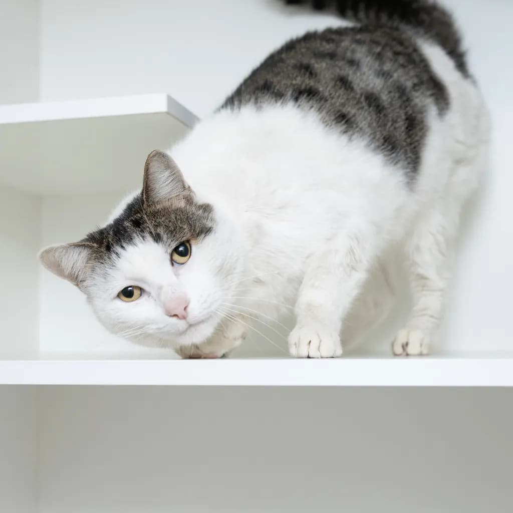 Benson - Domestic Short Hair available for adoption in Brisbane