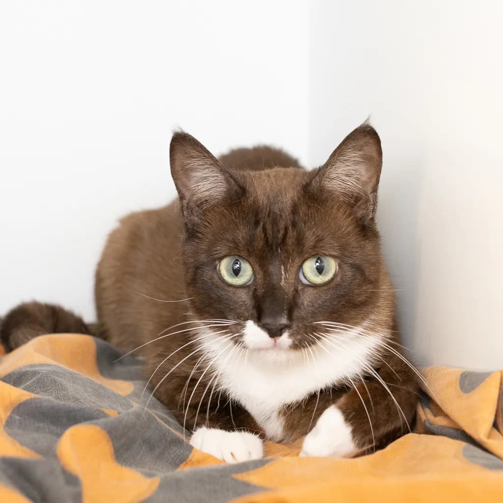 Jemima - Domestic Short Hair cat available for adoption at Animal Welfare League Queensland in Brisbane