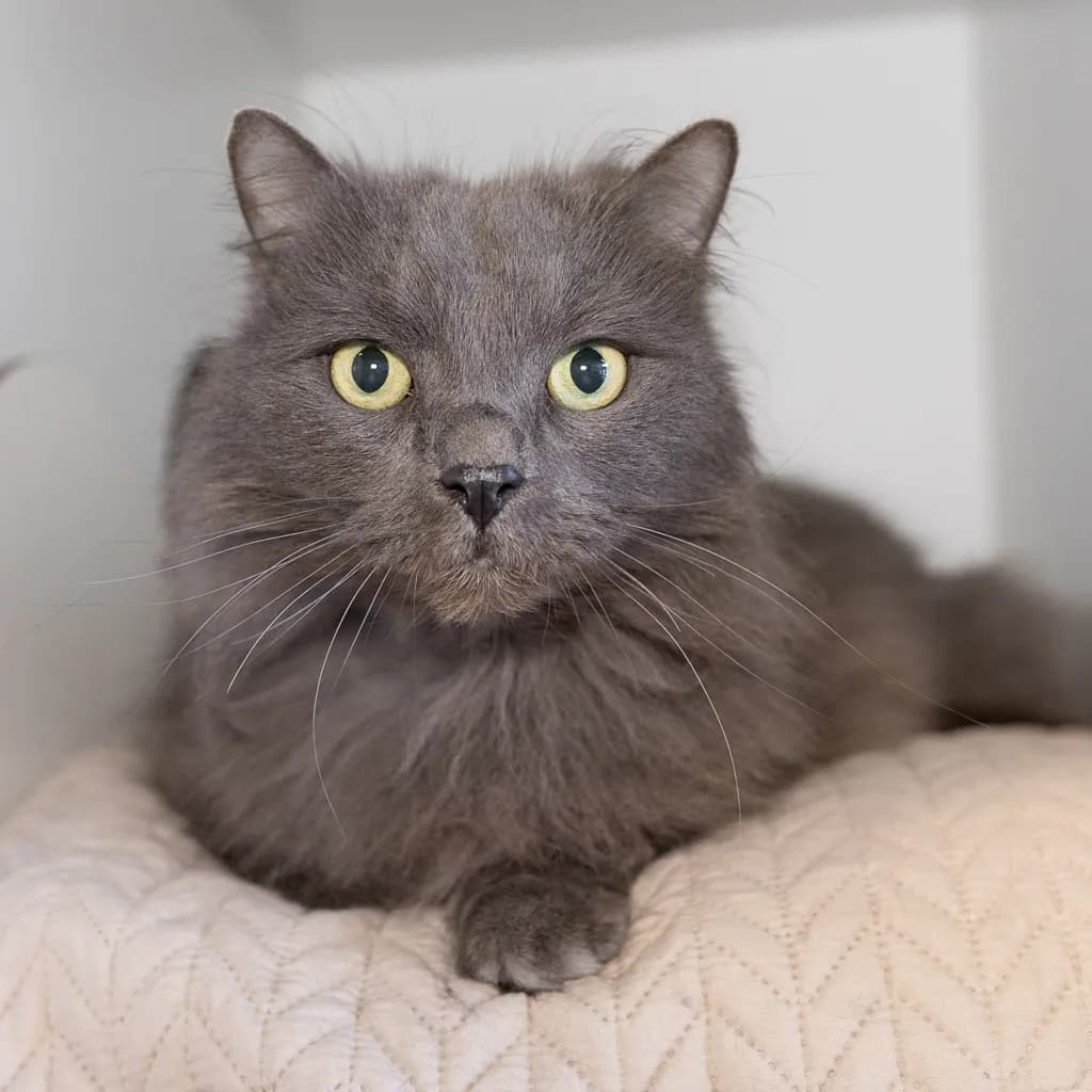 Cujo - Domestic Medium Hair cat available for adoption at Animal Welfare League Queensland in Brisbane