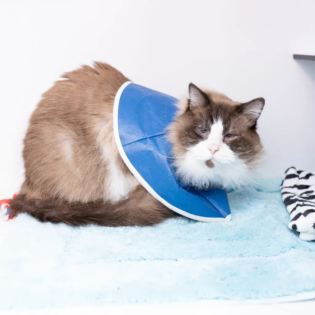Elvis - Ragdoll cat available for adoption at Animal Welfare League Queensland in Gold Coast