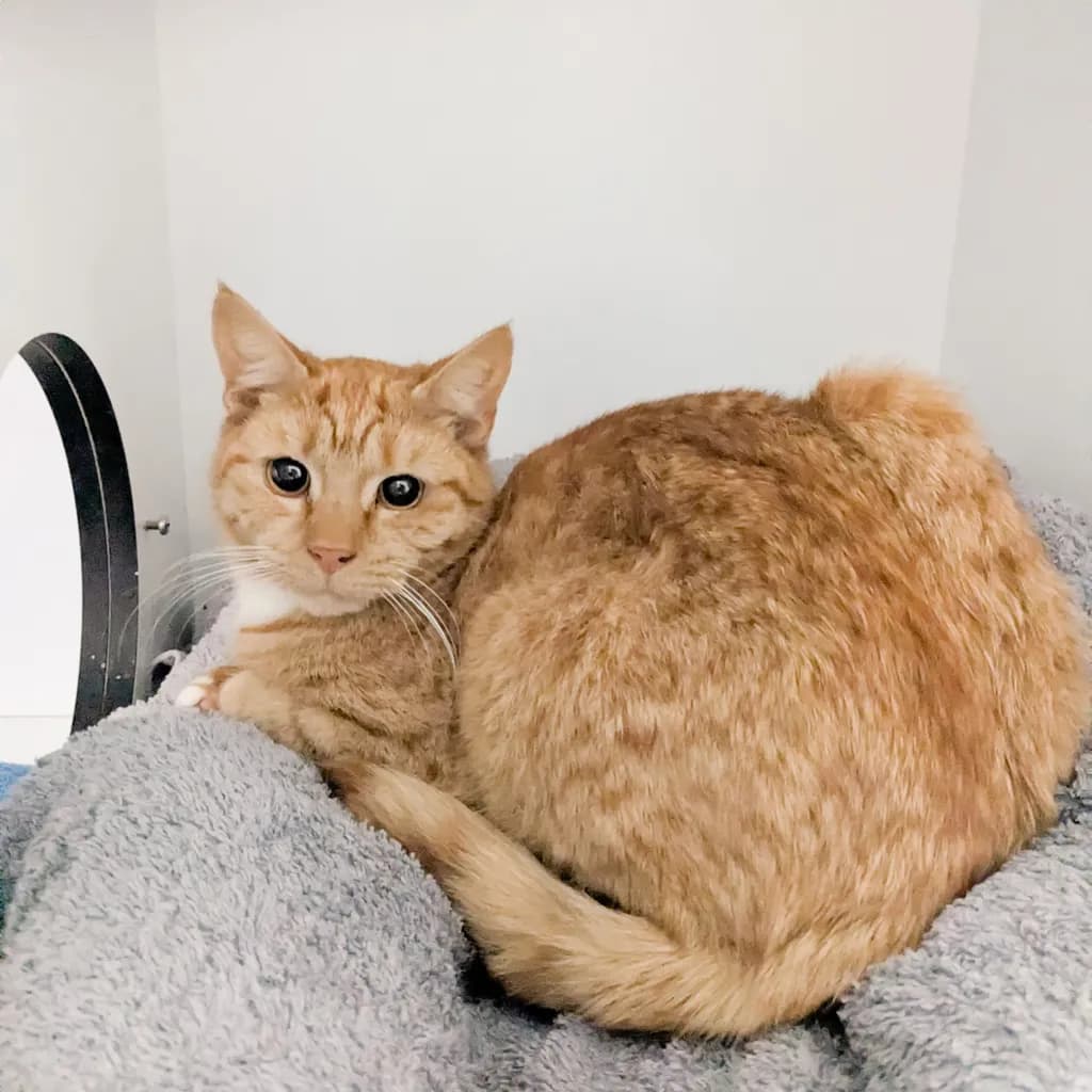 Rori - Domestic Short Hair cat available for adoption at Animal Welfare League Queensland in Brisbane