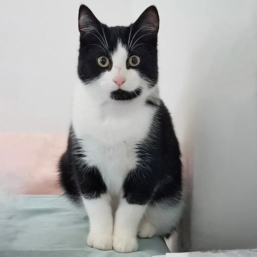 Magpie - Domestic Short Hair cat available for adoption at Animal Welfare League Queensland in Brisbane