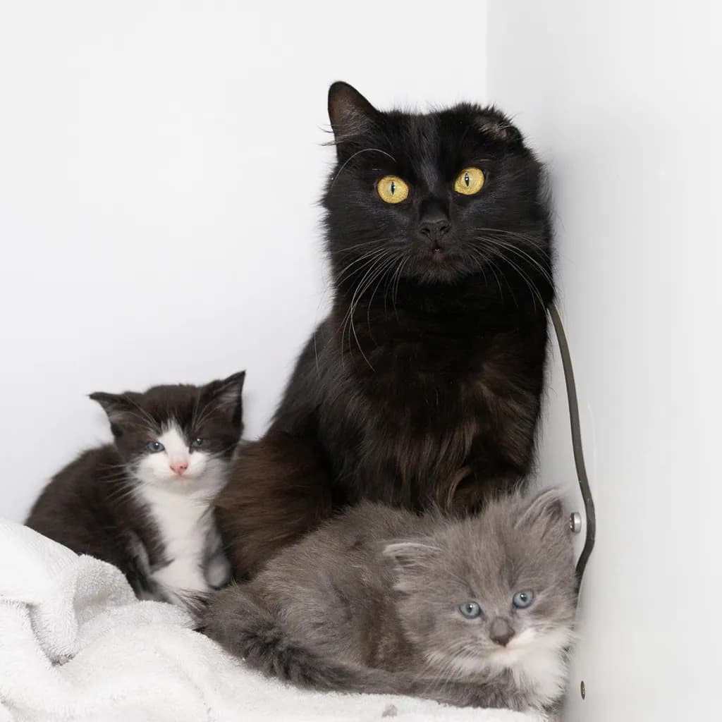 Sunstone - Domestic Short Hair cat available for adoption at Animal Welfare League Queensland in Brisbane