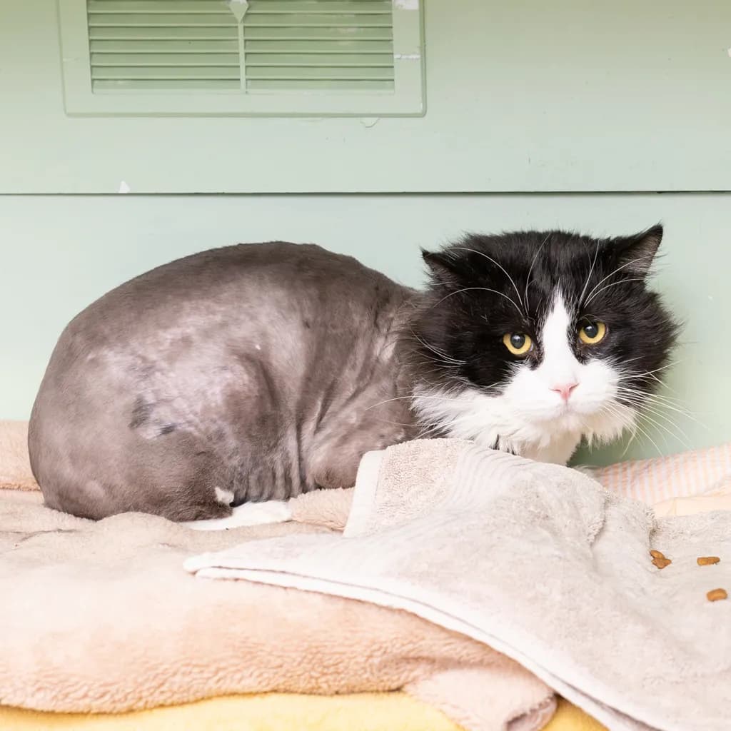 Pablo - Domestic Short Hair cat available for adoption at Animal Welfare League Queensland in Gold Coast