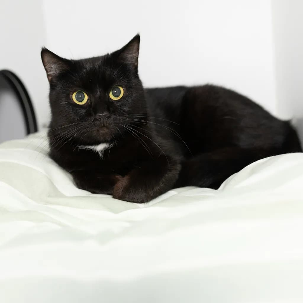 Fiona - Domestic Medium Hair cat available for adoption at Animal Welfare League Queensland in Brisbane