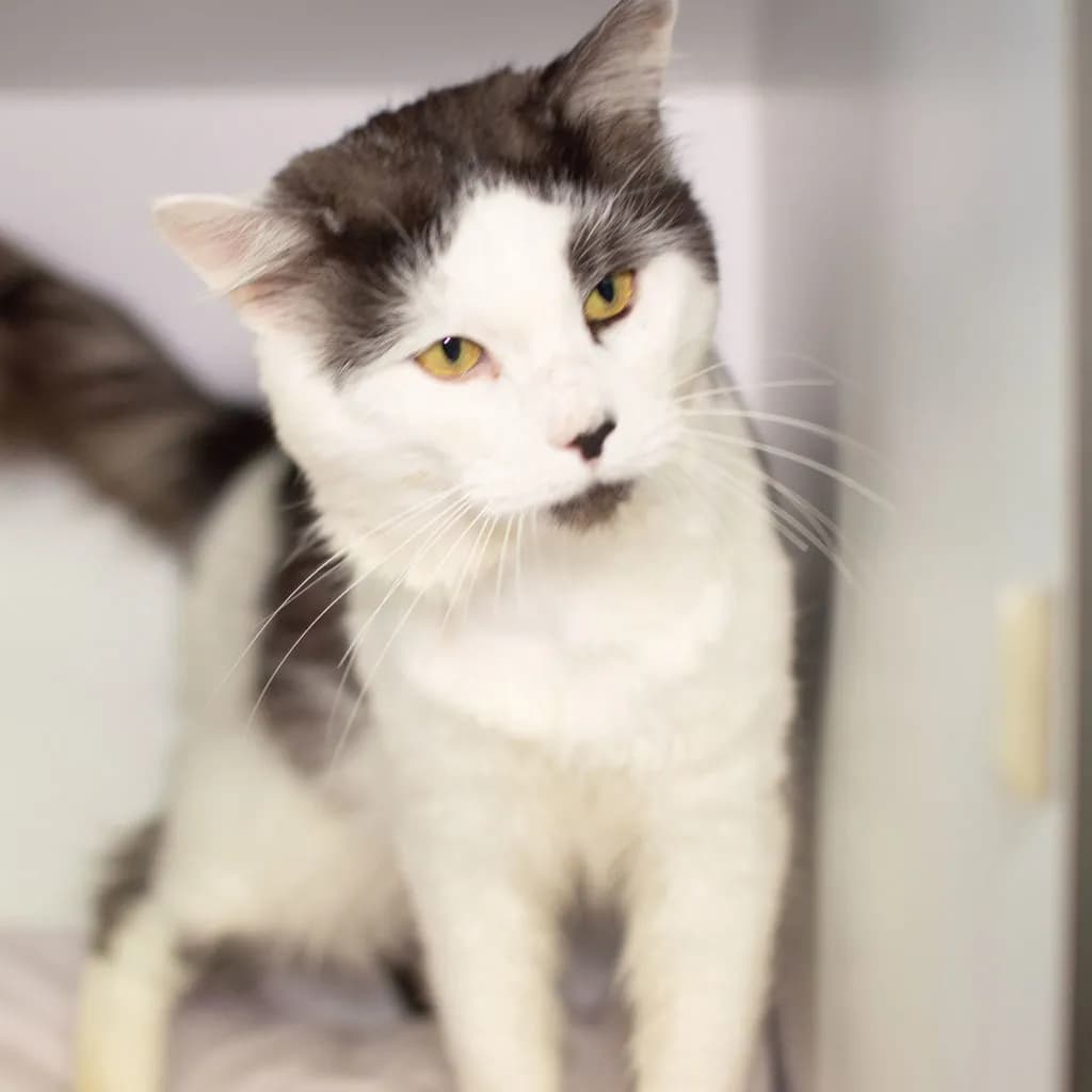 Ashy - Domestic Medium Hair cat available for adoption at Animal Welfare League Queensland in Brisbane