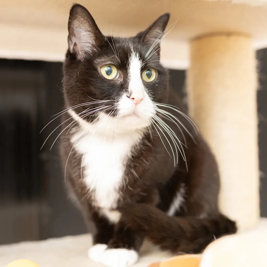 Gunter - Domestic Short Hair cat available for adoption at Animal Welfare League Queensland in Gold Coast