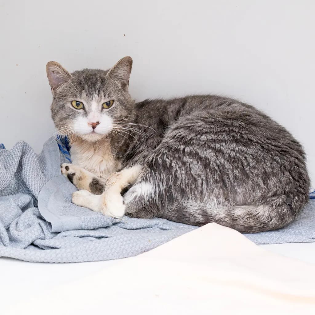 Papo - Domestic Short Hair cat available for adoption at Animal Welfare League Queensland in Brisbane