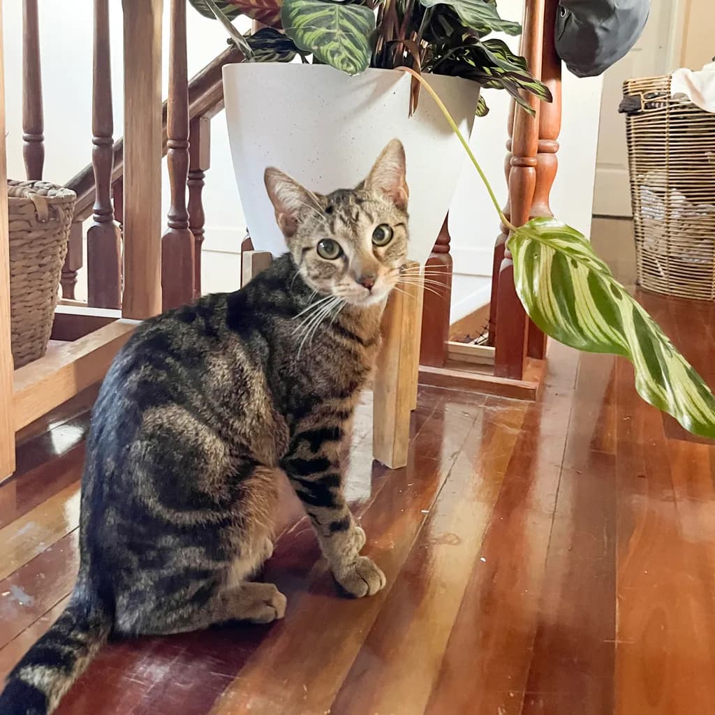 Seamus - Domestic Short Hair cat available for adoption at Animal Welfare League Queensland in Brisbane