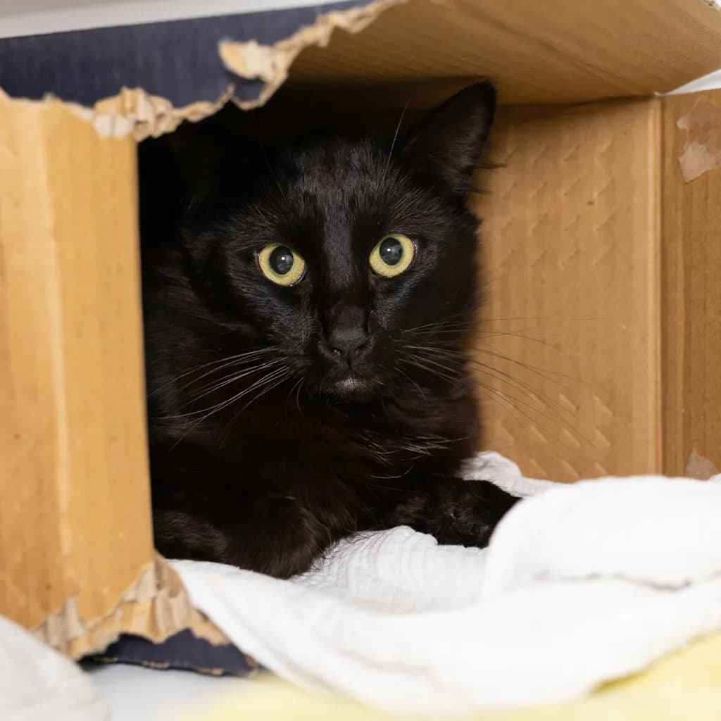 Parker - Domestic Medium Hair cat available for adoption at Animal Welfare League Queensland in Brisbane