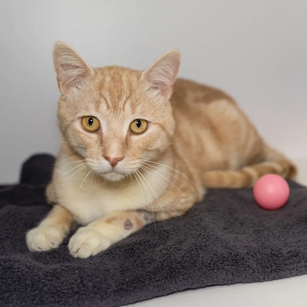Rusty - Domestic Short Hair cat available for adoption at Animal Welfare League Queensland in Brisbane