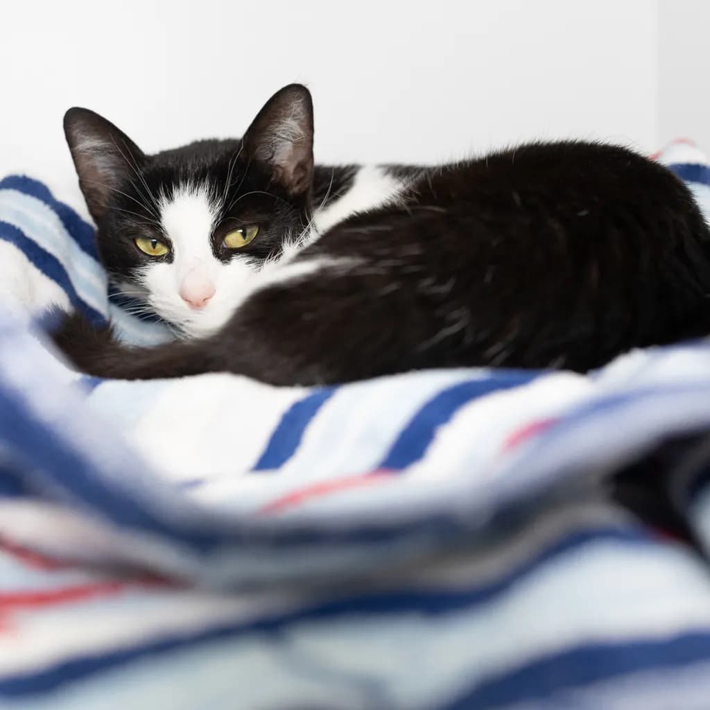 Hattie - Domestic Short Hair cat available for adoption at Animal Welfare League Queensland in Brisbane