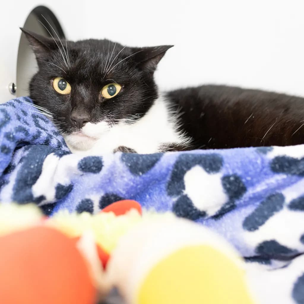 Gina - Domestic Short Hair cat available for adoption at Animal Welfare League Queensland in Brisbane