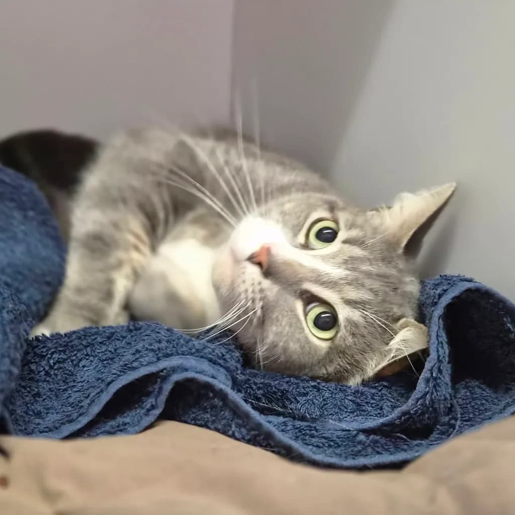 Jasper - Domestic Short Hair cat available for adoption at Animal Welfare League Queensland in Brisbane