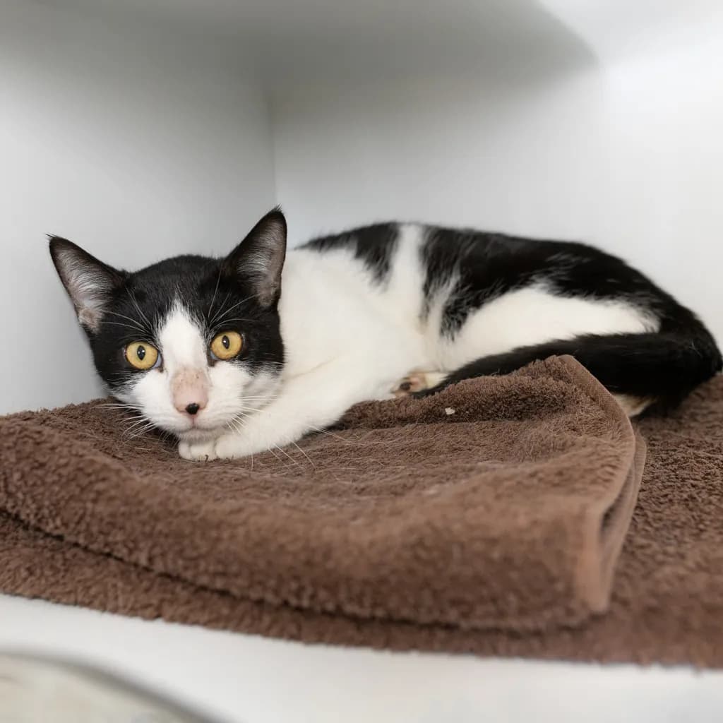 Warren - Domestic Short Hair cat available for adoption at Animal Welfare League Queensland in Brisbane