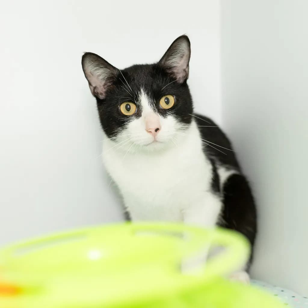 Terrance - Domestic Short Hair cat available for adoption at Animal Welfare League Queensland in Brisbane