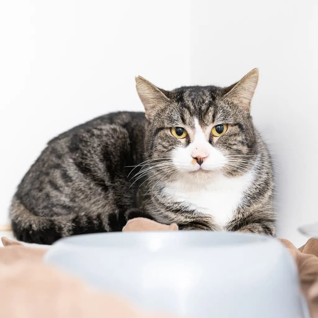 Frankie - Domestic Short Hair cat available for adoption at Animal Welfare League Queensland in Brisbane