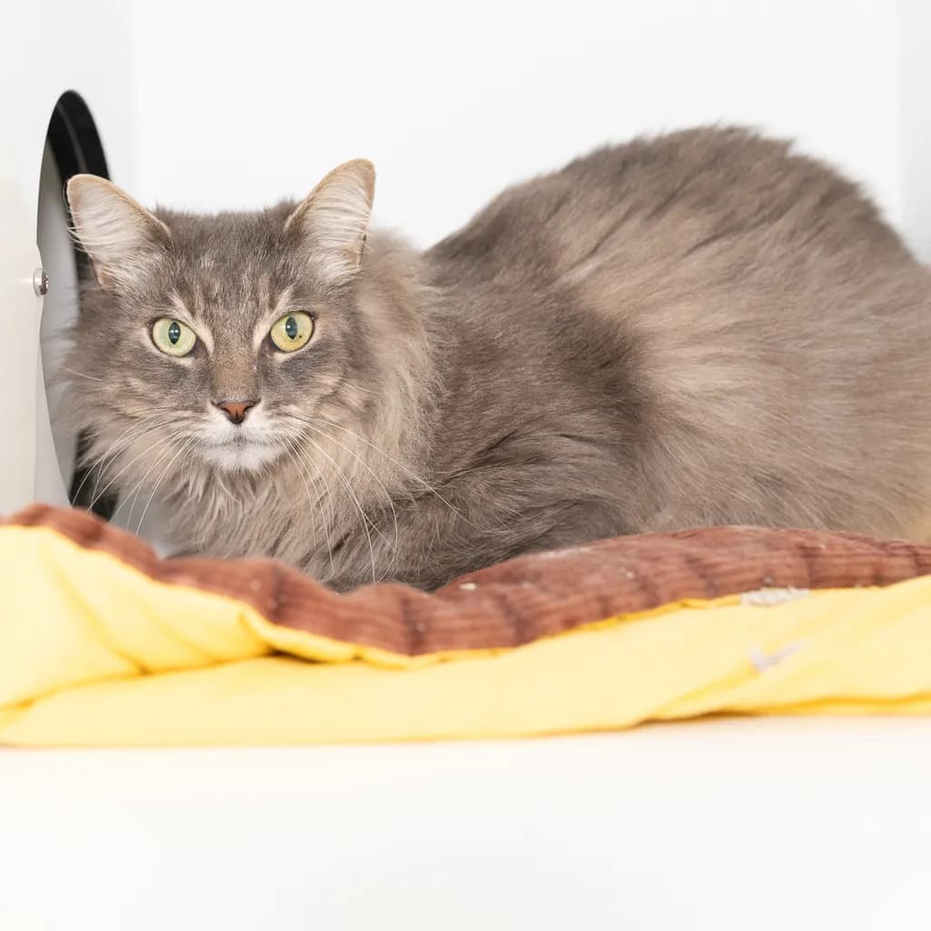 Ash - Domestic Medium Hair cat available for adoption at Animal Welfare League Queensland in Brisbane