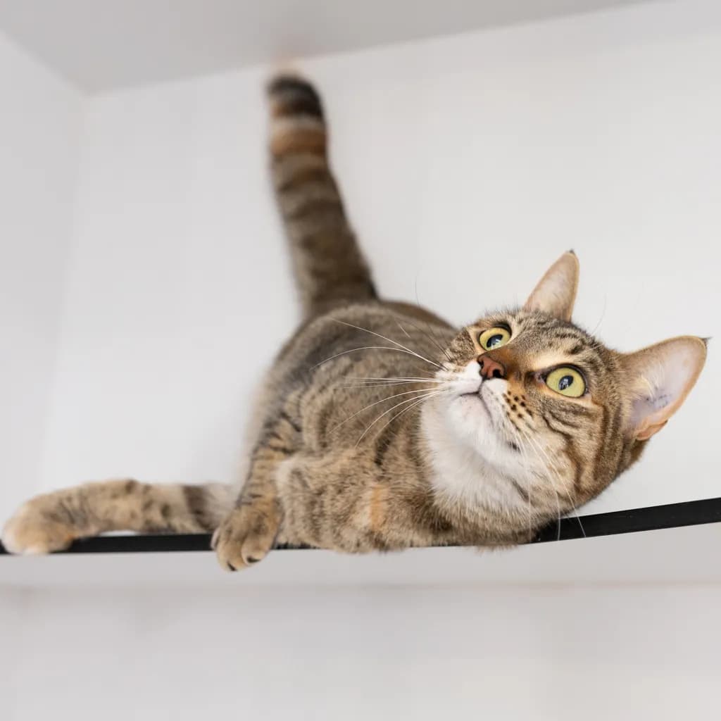 Nala - Domestic Short Hair cat available for adoption at Animal Welfare League Queensland in Gold Coast
