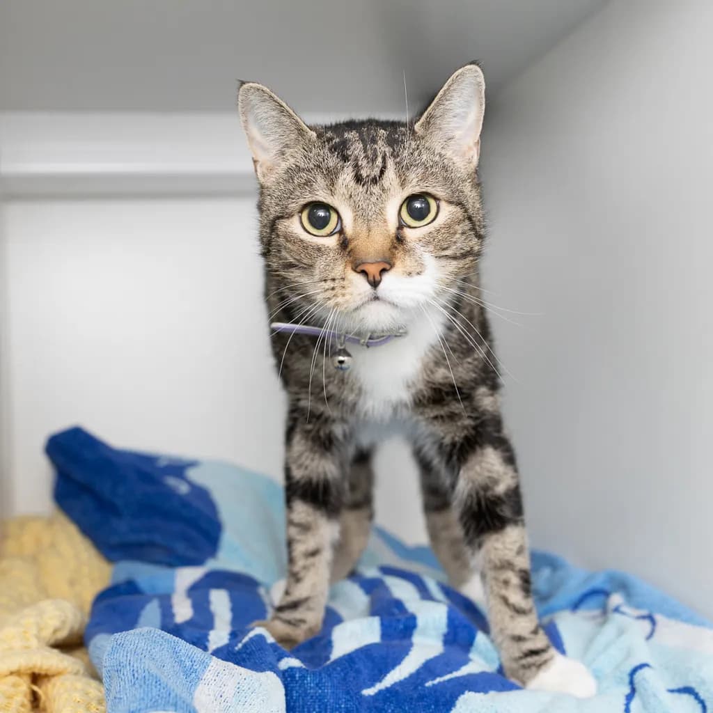 Lette - Domestic Short Hair cat available for adoption at Animal Welfare League Queensland in Brisbane