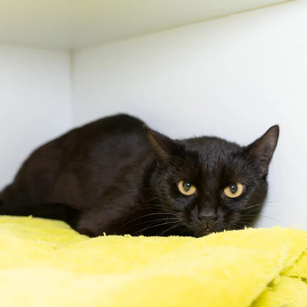 Silky - Domestic Short Hair cat available for adoption at Animal Welfare League Queensland in Gold Coast