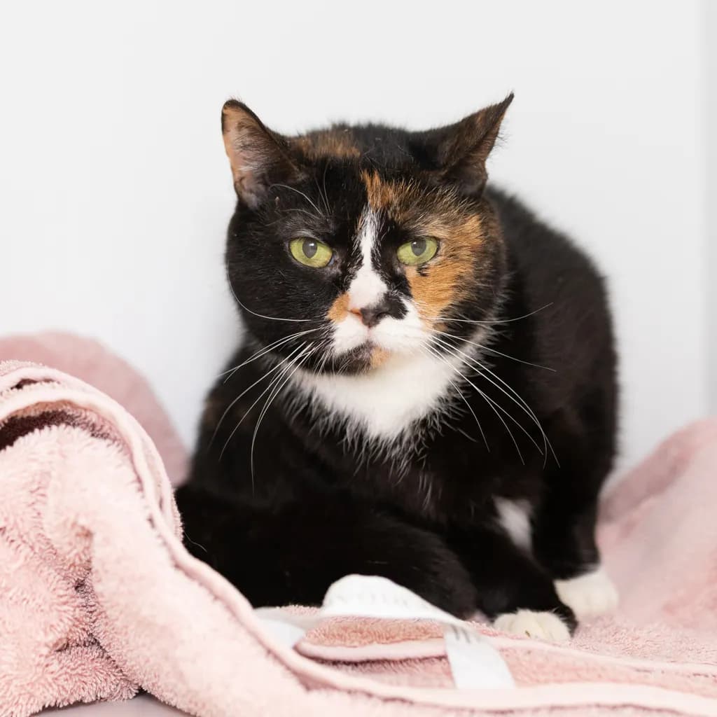 Stella - Domestic Short Hair cat available for adoption at Animal Welfare League Queensland in Brisbane