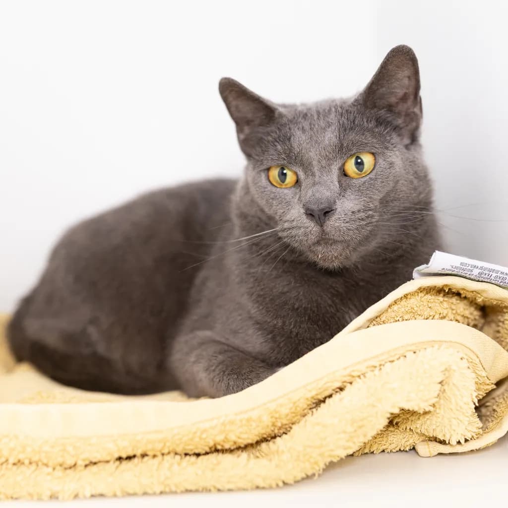 Moon - Domestic Short Hair cat available for adoption at Animal Welfare League Queensland in Brisbane