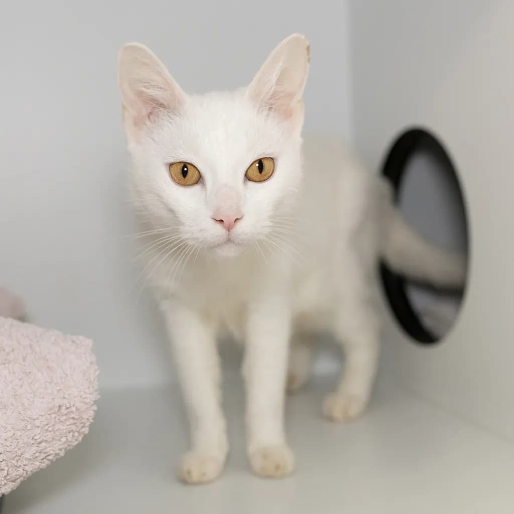 Yuki Kuma - Domestic Short Hair cat available for adoption at Animal Welfare League Queensland in Brisbane