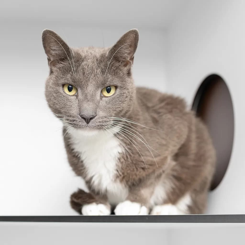 Smokey - Domestic Short Hair cat available for adoption at Animal Welfare League Queensland in Gold Coast