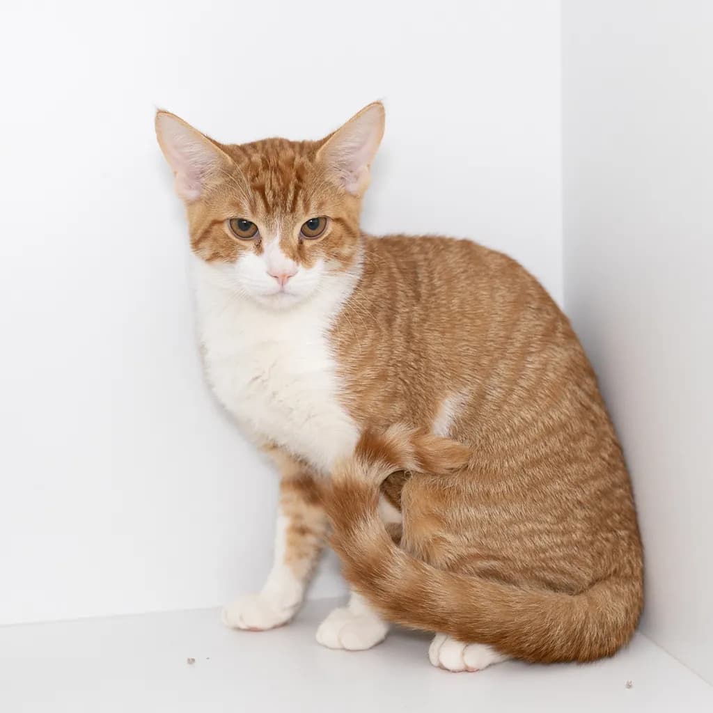Sir Marmalade - Domestic Short Hair cat available for adoption at Animal Welfare League Queensland in Brisbane