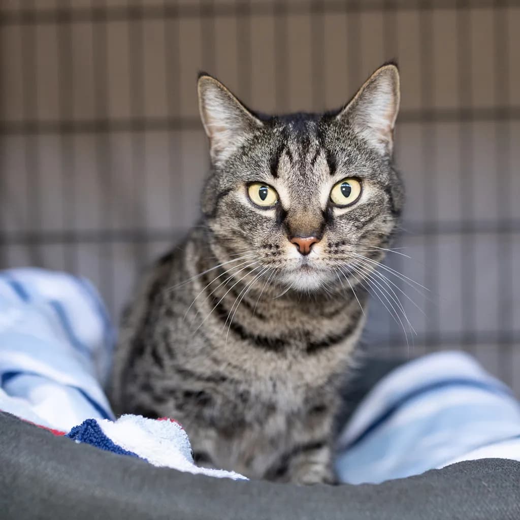 Raisin - Domestic Short Hair cat available for adoption at Animal Welfare League Queensland in Brisbane