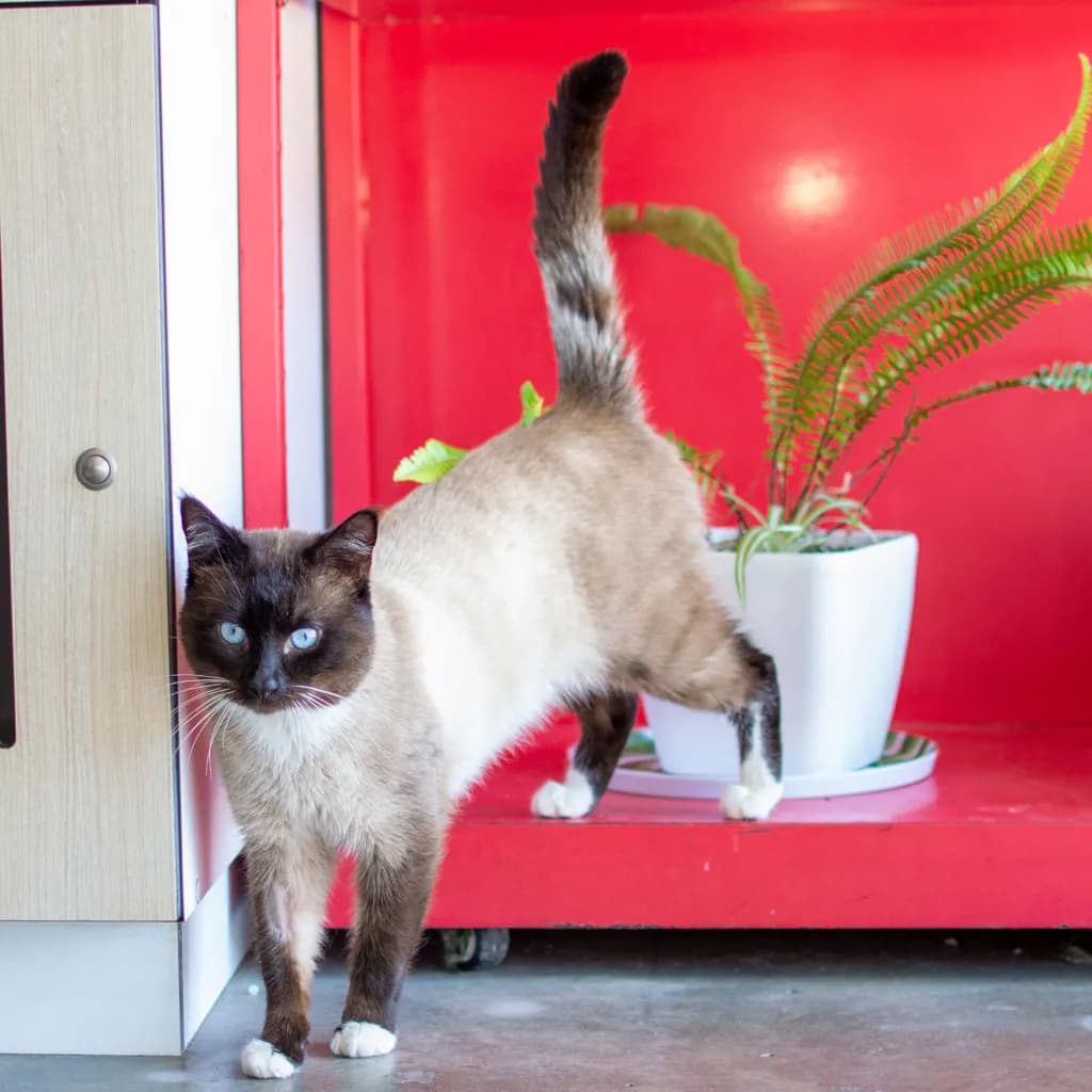Basil - Domestic Short Hair / Siamese cat available for adoption at Animal Welfare League Queensland in Brisbane