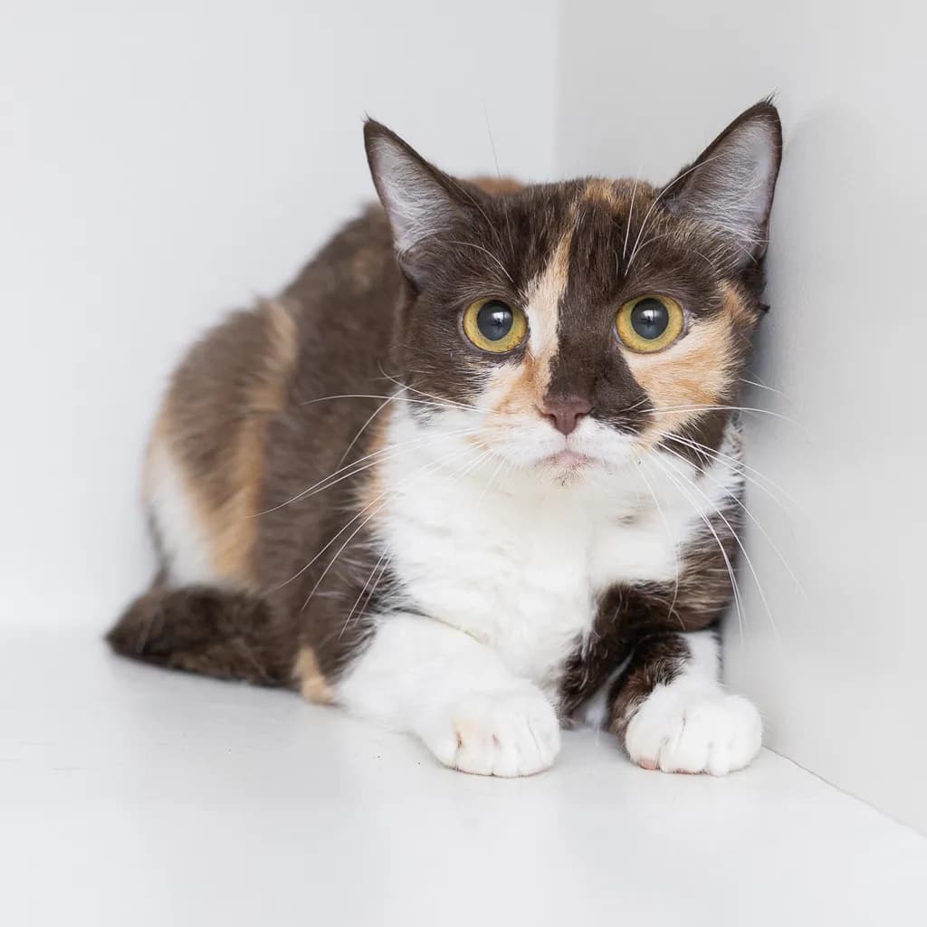Amitola - Domestic Short Hair cat available for adoption at Animal Welfare League Queensland in Brisbane
