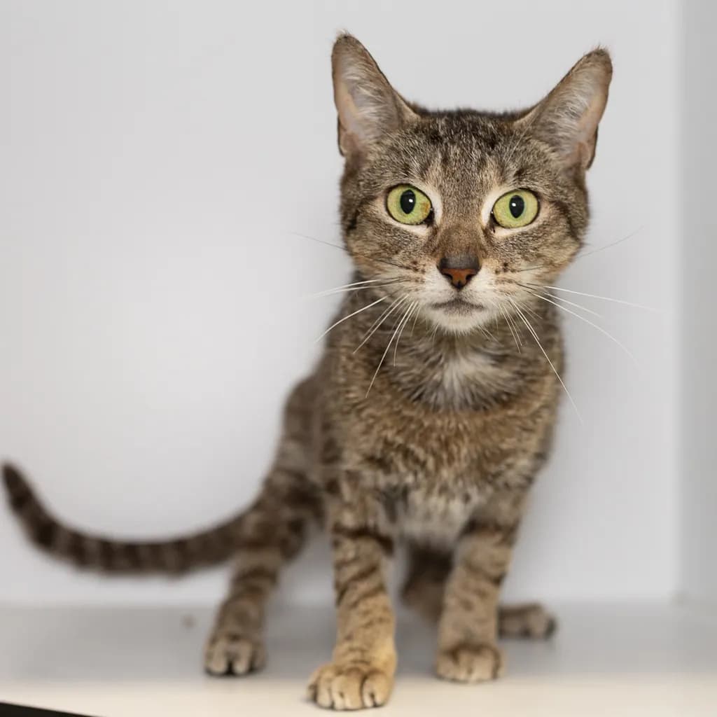 Jade - Domestic Short Hair cat available for adoption at Animal Welfare League Queensland in Brisbane