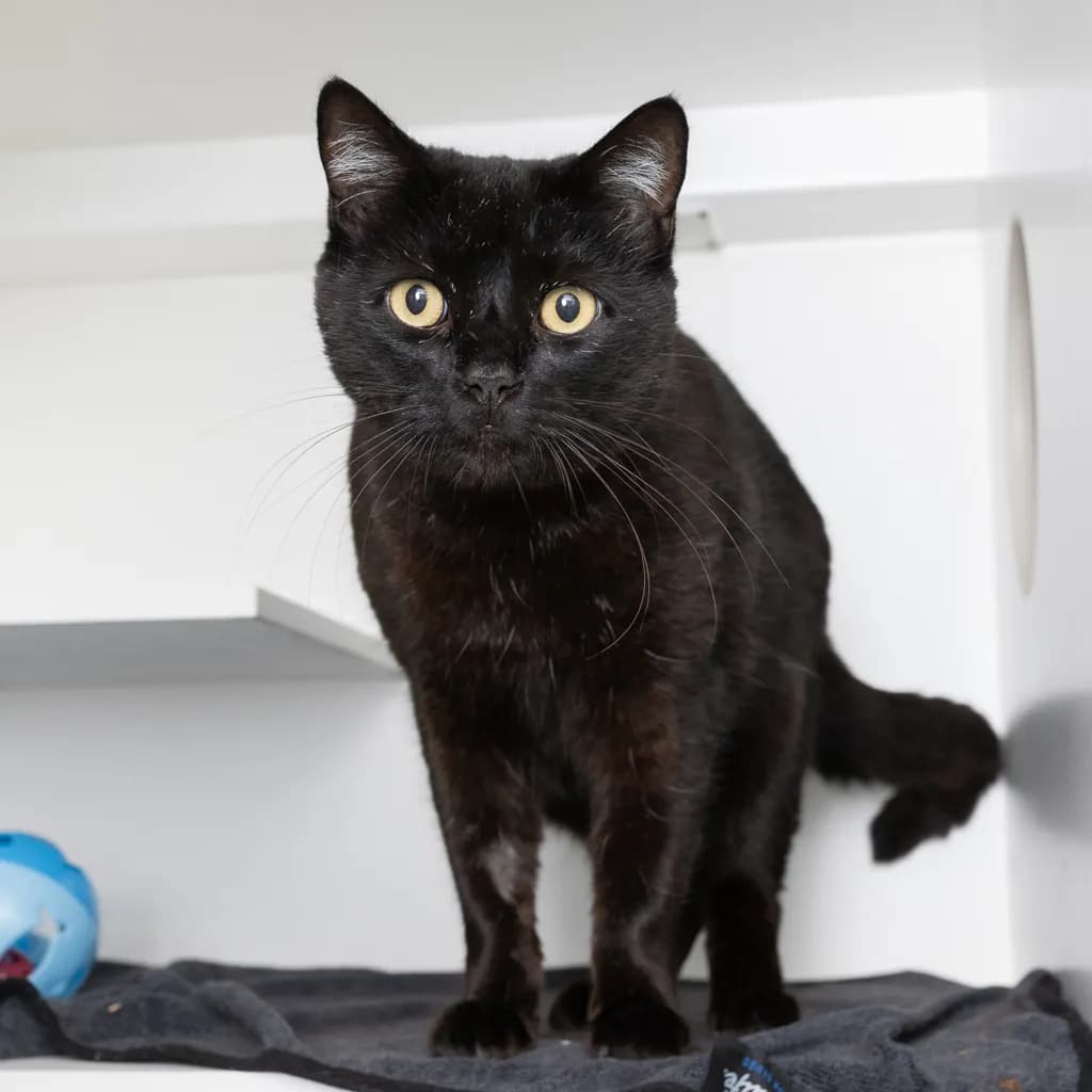 Alfie - Domestic Short Hair cat available for adoption at Animal Welfare League Queensland in Brisbane
