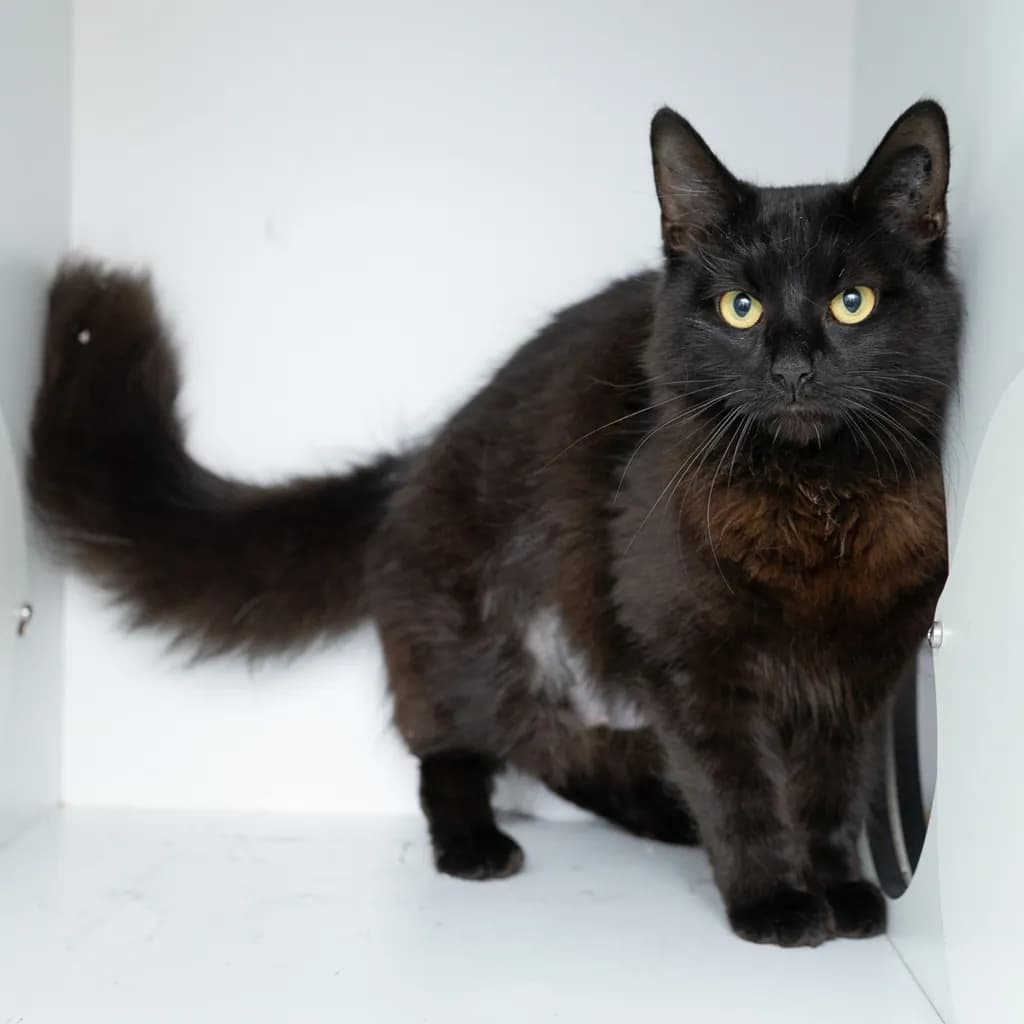Salem - Domestic Longhair cat available for adoption at Animal Welfare League Queensland in Brisbane
