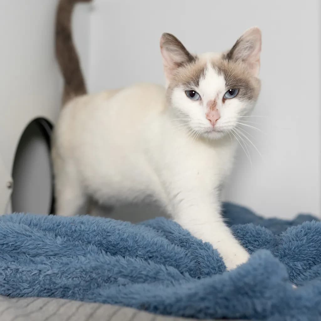 Dandelion - Snowshoe cat available for adoption at Animal Welfare League Queensland in Brisbane