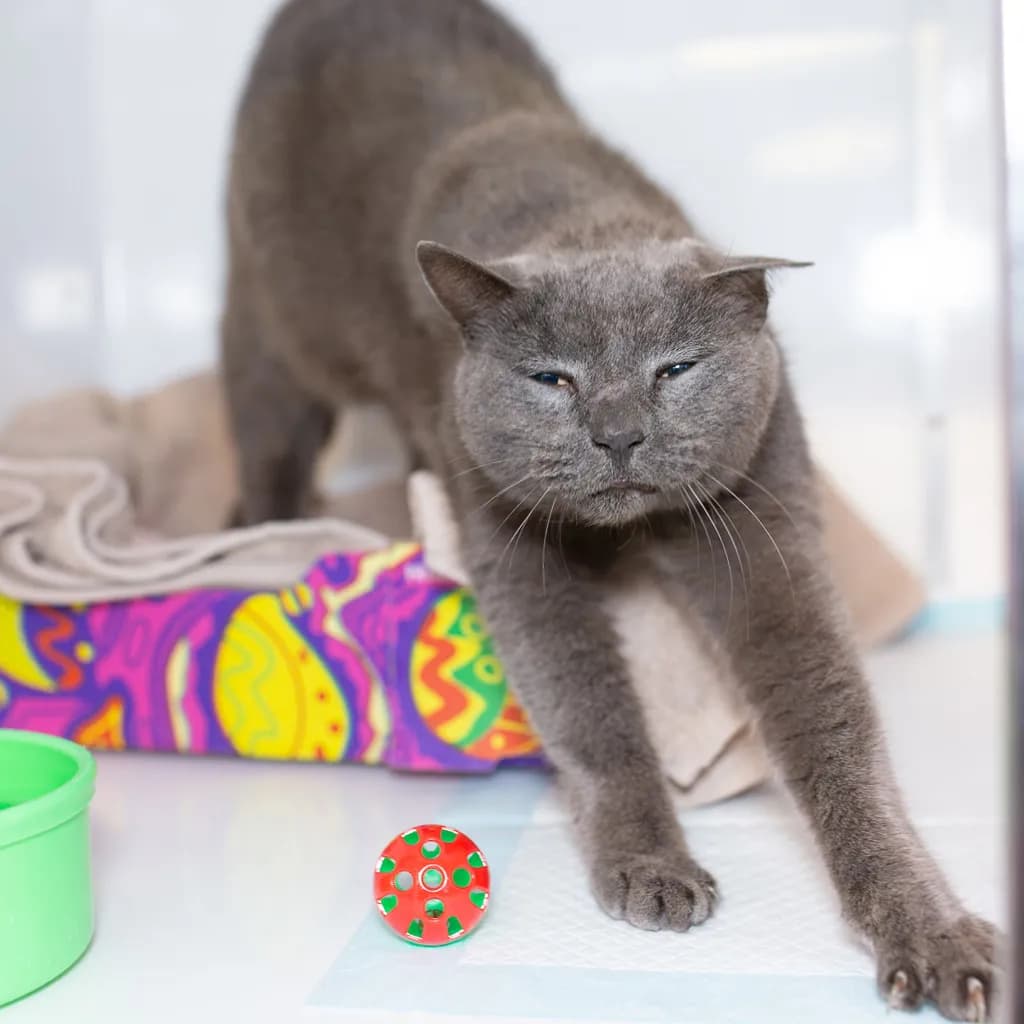 Bella - Domestic Short Hair cat available for adoption at Animal Welfare League Queensland in Gold Coast