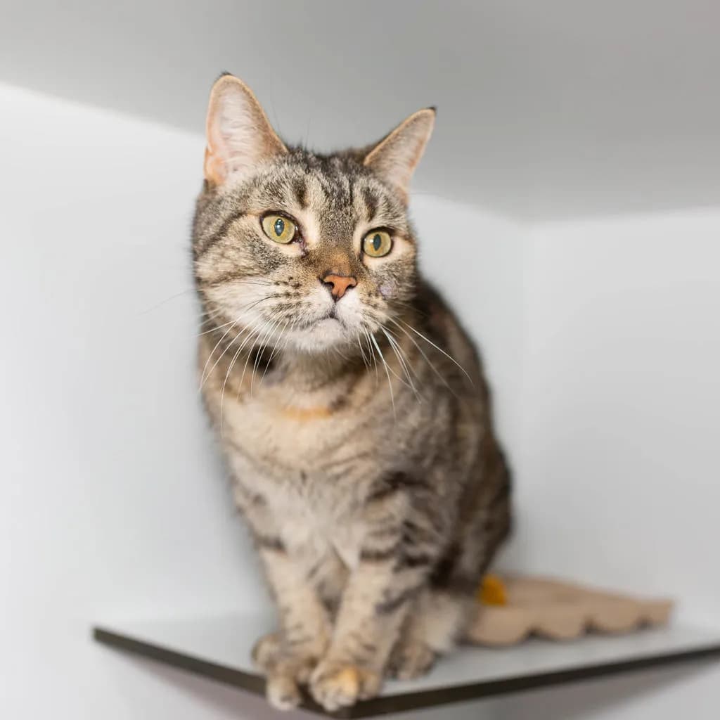 Bonnie - Domestic Short Hair cat available for adoption at Animal Welfare League Queensland in Brisbane