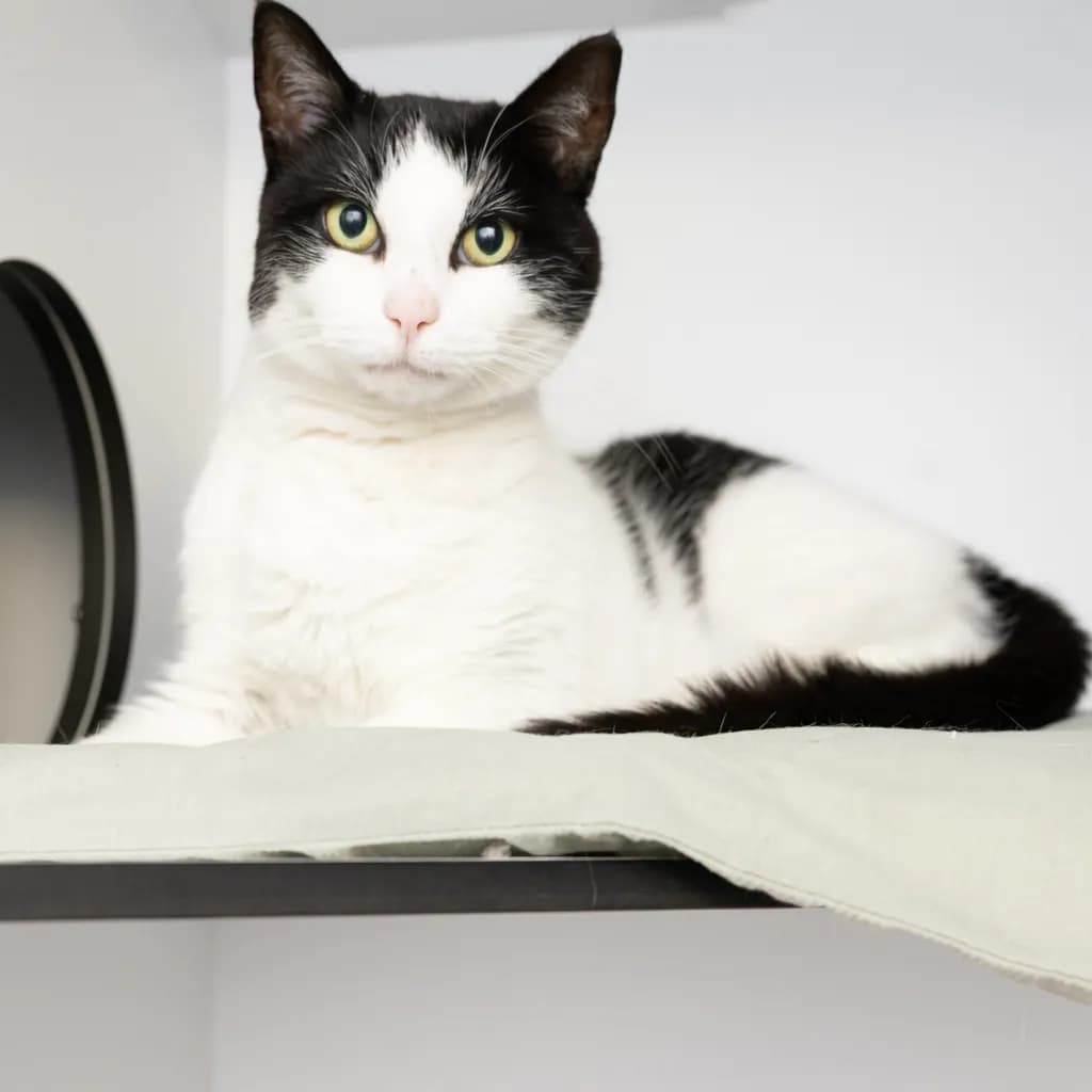 Buttons - Domestic Short Hair cat available for adoption at Animal Welfare League Queensland in Gold Coast