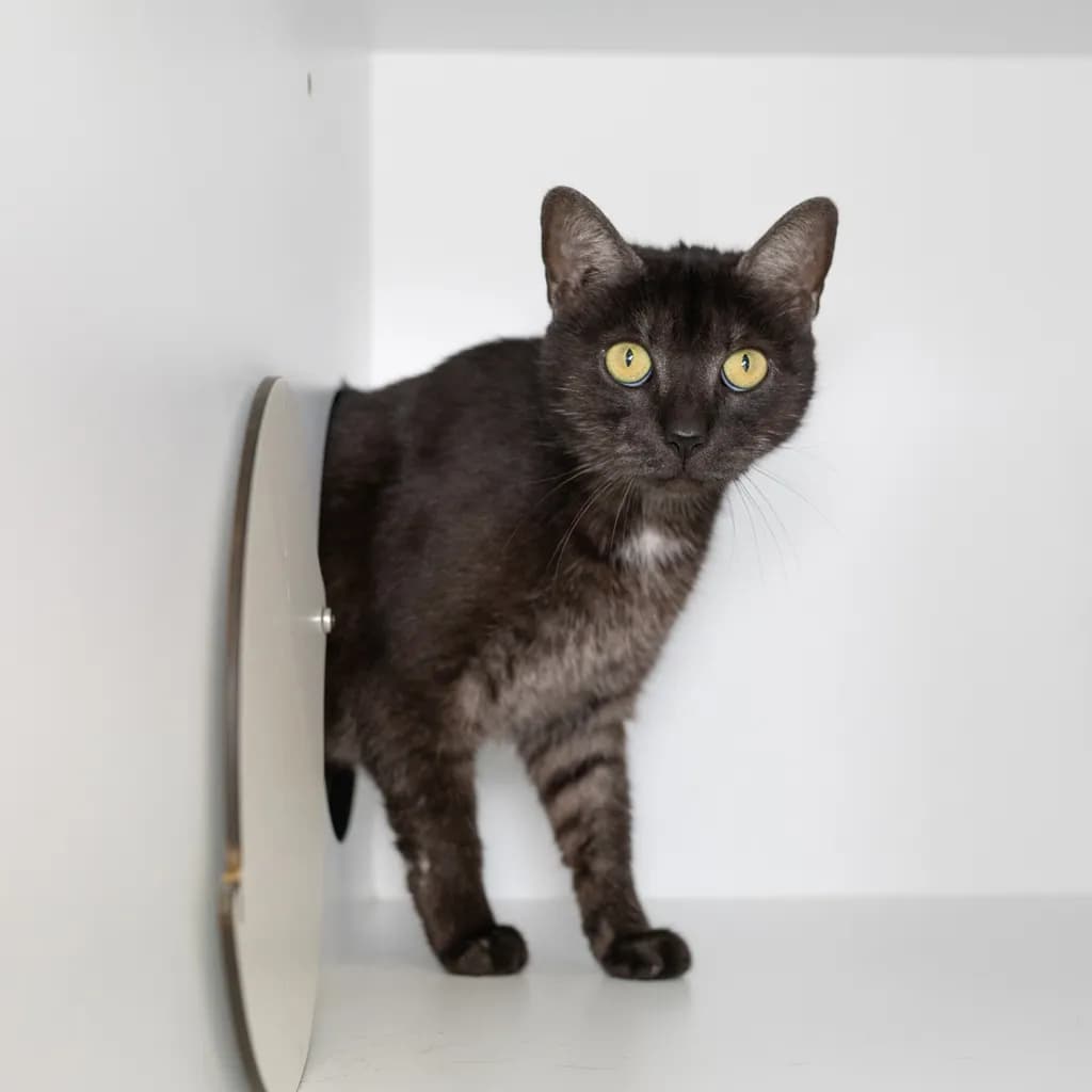 Jackie - Domestic Short Hair cat available for adoption at Animal Welfare League Queensland in Brisbane
