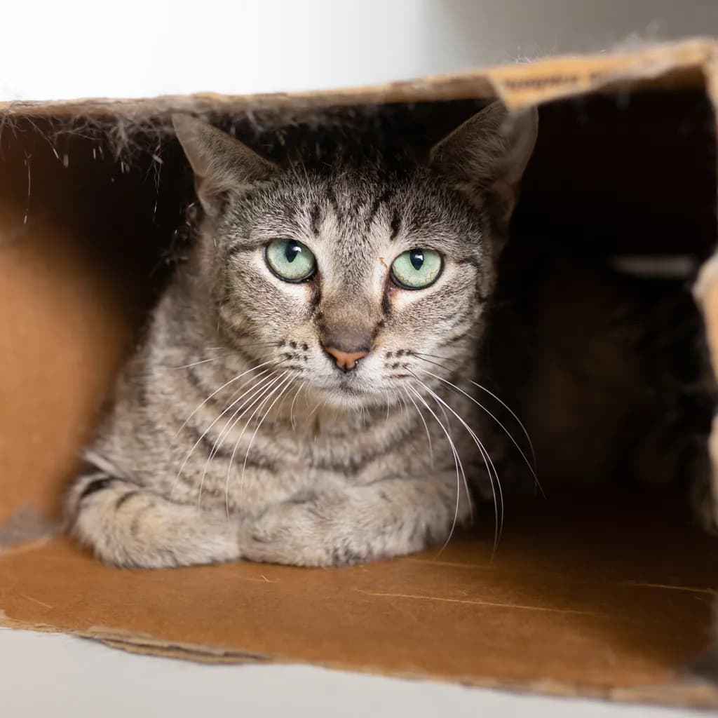 Clarisse - Domestic Short Hair cat available for adoption at Animal Welfare League Queensland in Brisbane