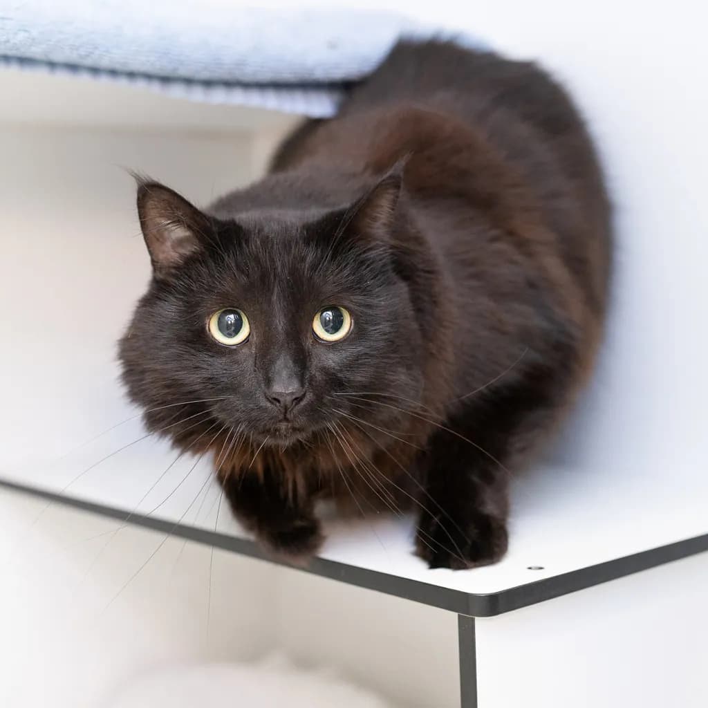 Midnight - Domestic Medium Hair cat available for adoption at Animal Welfare League Queensland in Gold Coast
