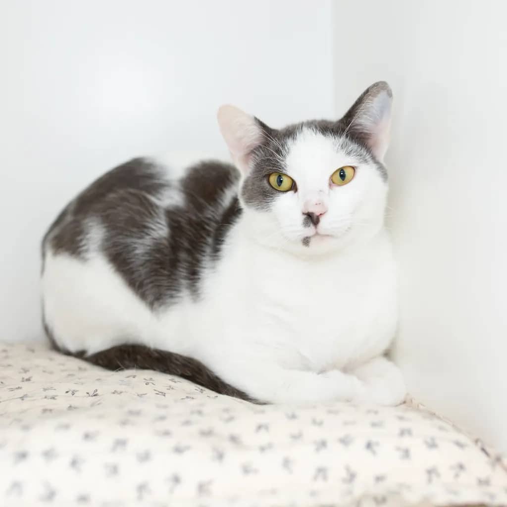 Smokie - Domestic Short Hair cat available for adoption at Animal Welfare League Queensland in Brisbane