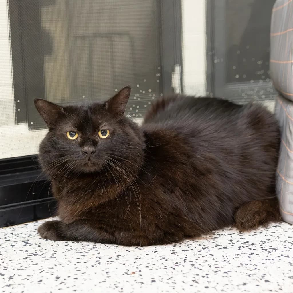Ragnar - Domestic Medium Hair cat available for adoption at Animal Welfare League Queensland in Gold Coast